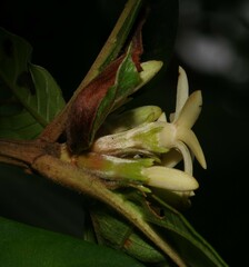 Amaioua guianensis