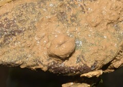 Arcopsis adamsi