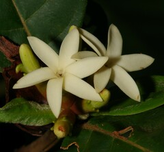 Amaioua guianensis