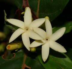 Amaioua guianensis