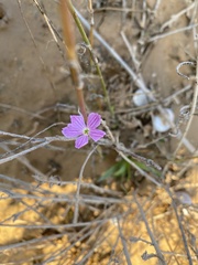 Dianthus strictus