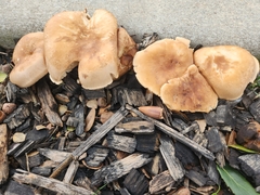 Leucopaxillus