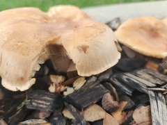 Leucopaxillus