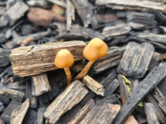 Tubariaceae