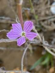 Dianthus strictus