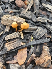 Tubariaceae