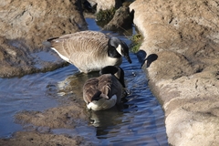 Branta canadensis