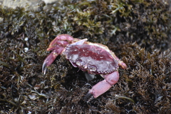 Platyxanthus orbignyi