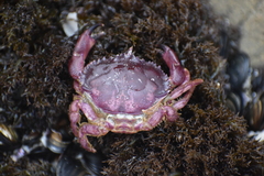 Platyxanthus orbignyi