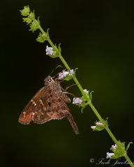 Verbena scabra