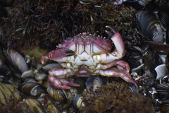 Platyxanthus orbignyi