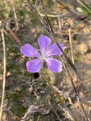 Dianthus strictus