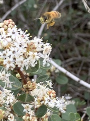 Ceanothus megacarpus