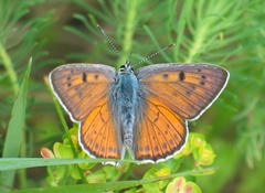 Lycaena alciphron