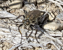 Cyrtopogon