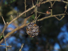 Lipotriches australica