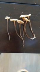 Mycetinis copelandii