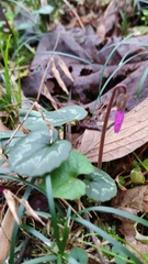 Cyclamen coum