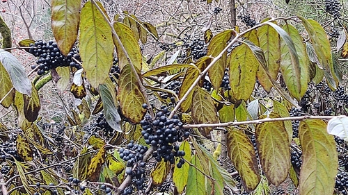 Rhamnus costata iNat (2)