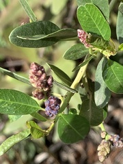 Ceanothus spinosus