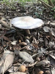 Coprinopsis uliginicola