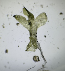 Sphaerocarpos michelii