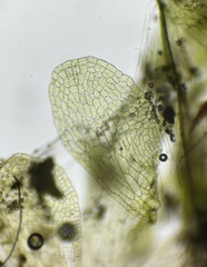 Sphaerocarpos michelii