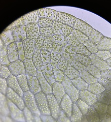 Sphaerocarpos michelii