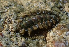 Acanthochitona crinita