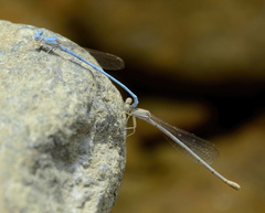 Arabicnemis caerulea