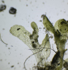 Sphaerocarpos michelii