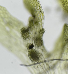 Sphaerocarpos michelii