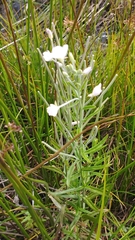 Epilobium pallidiflorum