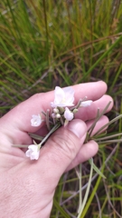 Epilobium pallidiflorum