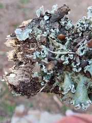 Parmotrema perforatum