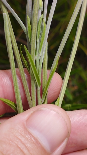 Image of Epilobium pallidiflorum by (c) Joe Potter Butler, some rights reserved (CC BY)