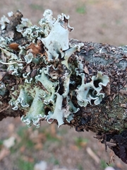 Parmotrema perforatum