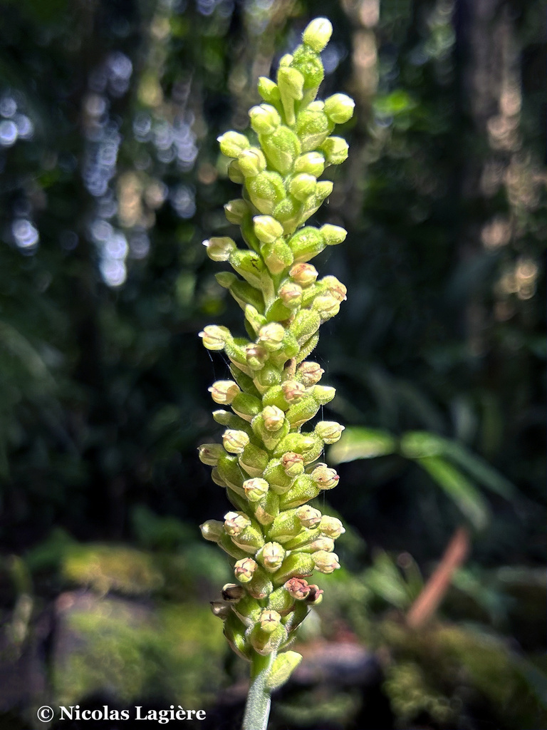 Gomphichis adnata