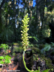 Gomphichis