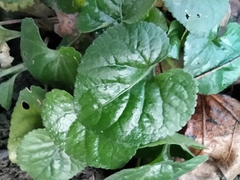 Viola odorata