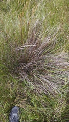 Schoenus pauciflorus