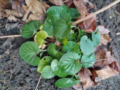 Viola odorata
