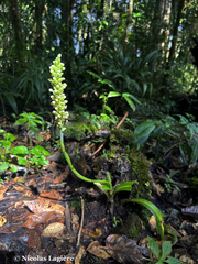 Gomphichis