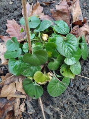 Viola odorata