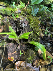 Gomphichis