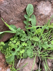 Centaurea melitensis