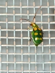 Diabrotica speciosa