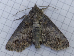 Paectes abrostoloides