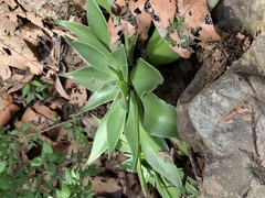 Dudleya lanceolata