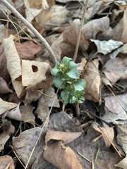 Obolaria virginica